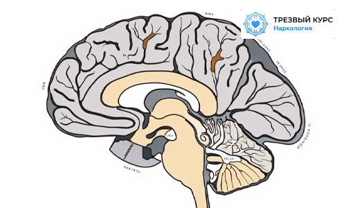 Головной мозг